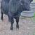 Aberdeen Angus Calves 3 thumbnail