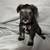 Mini Schnauzer Puppies 3 thumbnail