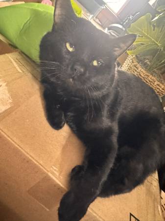 All black male cat for rehome 1