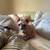 Sphynx kittens avalible 3 thumbnail
