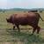 3 1/2 year old Hereford bull 5 thumbnail