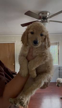 Golden doodle puppies (Los angeles)63869929052291123