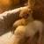 Very rare royal Persian doll face white odd eyes 2 thumbnail