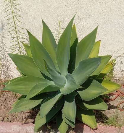 Fox Tail Agave Succulent Plant 1