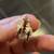 Brand New 18K Yellow Gold Hoop Earrings with the Ladybug (from Italy) 4 thumbnail