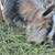 Nigerian Dwarf Goats 5 thumbnail