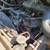 1991 Ford F250 460 ci parts truck 11 thumbnail