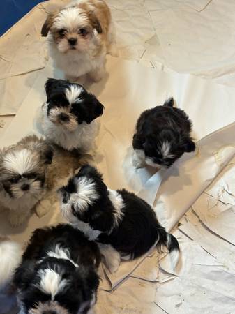 Shih tzu Maltese (Puyallup)63949211473154121