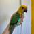 Sun Conures and Jenday Conures 2 thumbnail