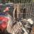 Sebastopol goose 1 thumbnail