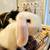 3 Holland lop little girls left! 5 thumbnail