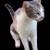A cat needs a home. 2 thumbnail
