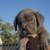 Cane Corso Puppies 5 thumbnail