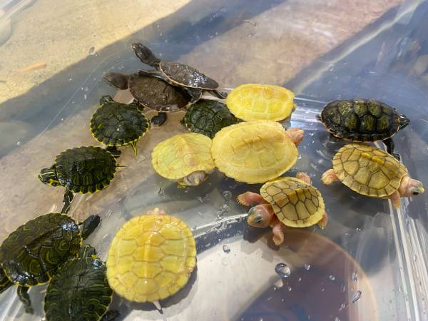 TURTLES 1
