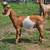 Wethers 1 thumbnail