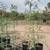 Mesquite trees Native and Chilean 3 thumbnail