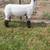 Show lamb 5 thumbnail