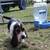 AKC basset hound 3 thumbnail