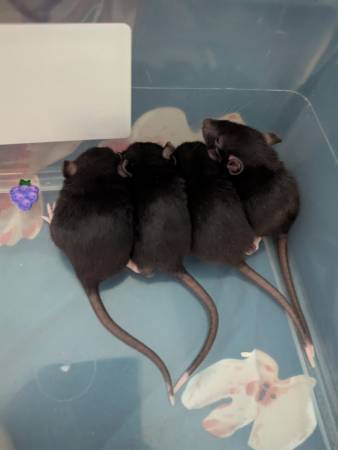 Domestic fancy rats pups (Rockville)63843455910913123