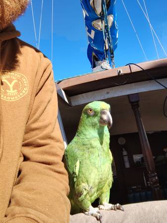 Amazona nuca amarilla para reubicación (Port Royal)