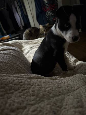 free dog (Houston)63859317898497121