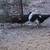 Gallinas y pollitas ,chivos y borregos. 12 thumbnail