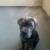 5 Month Old Female Cane Corso 5 thumbnail