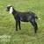 Nubian goats 1 thumbnail