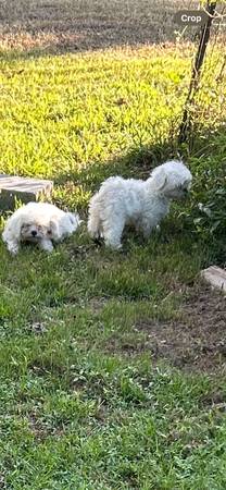 Maltese/Shihtzu (Phenix City)63664482144131121