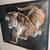 Vintage Signed Original 1970 Tiger Print 17 1/2" x 14 1/5" 3 thumbnail