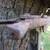 2 Cow Stanchions 9 thumbnail