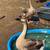 Geese 3 thumbnail