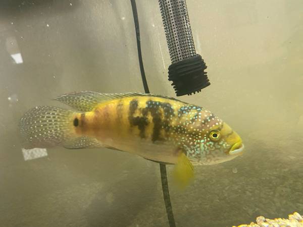 Tiger oscar (Santa Rosa)63966186486403120