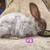 French angora rabbits 6 thumbnail