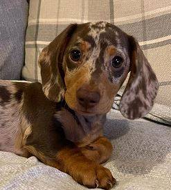 Activedachshund puppies 1