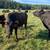 Wagyu cattle 12 thumbnail