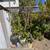 Fruit trees all kinds and sizes landscape bushes plants 16 thumbnail