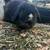 $20 rabbit and guinea pig adoption 5 thumbnail