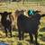 Steers 1 thumbnail