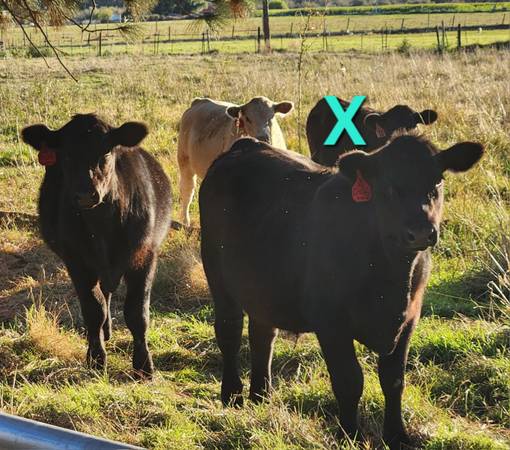 Steers 1