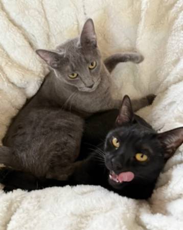 Pareja vinculada, gatas hembras de 1.5 años. (alameda)63861571556353122