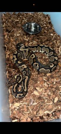 Normal Male Ball Python 1