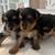 Yorkies 1 thumbnail