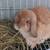 Holland Hop Pure Breed Bunny 3 thumbnail