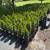 Green Giant- Evergreen plants. 1 gallon. Privacy / fencing 2 thumbnail