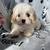 Beautiful Cavapoo Pupperzz 1 thumbnail