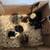Hatching eggs / Chicks / started birds (Chicks and ducks avaliable) 2 thumbnail