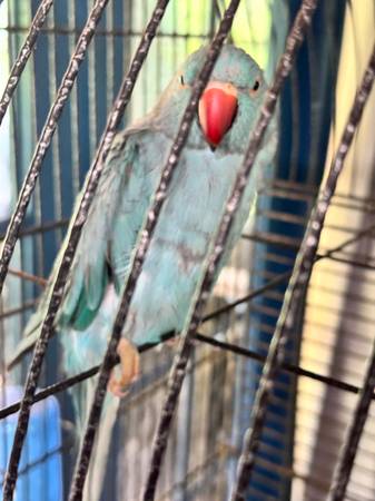 Indian Ring Neck blue 1