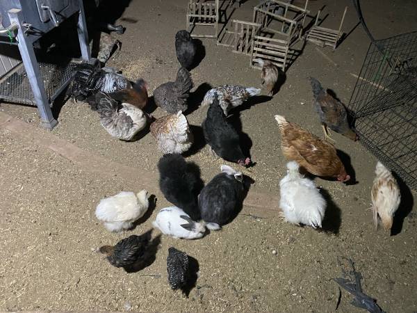 Chickens! 1