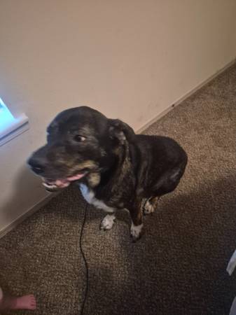 Free Dog 1